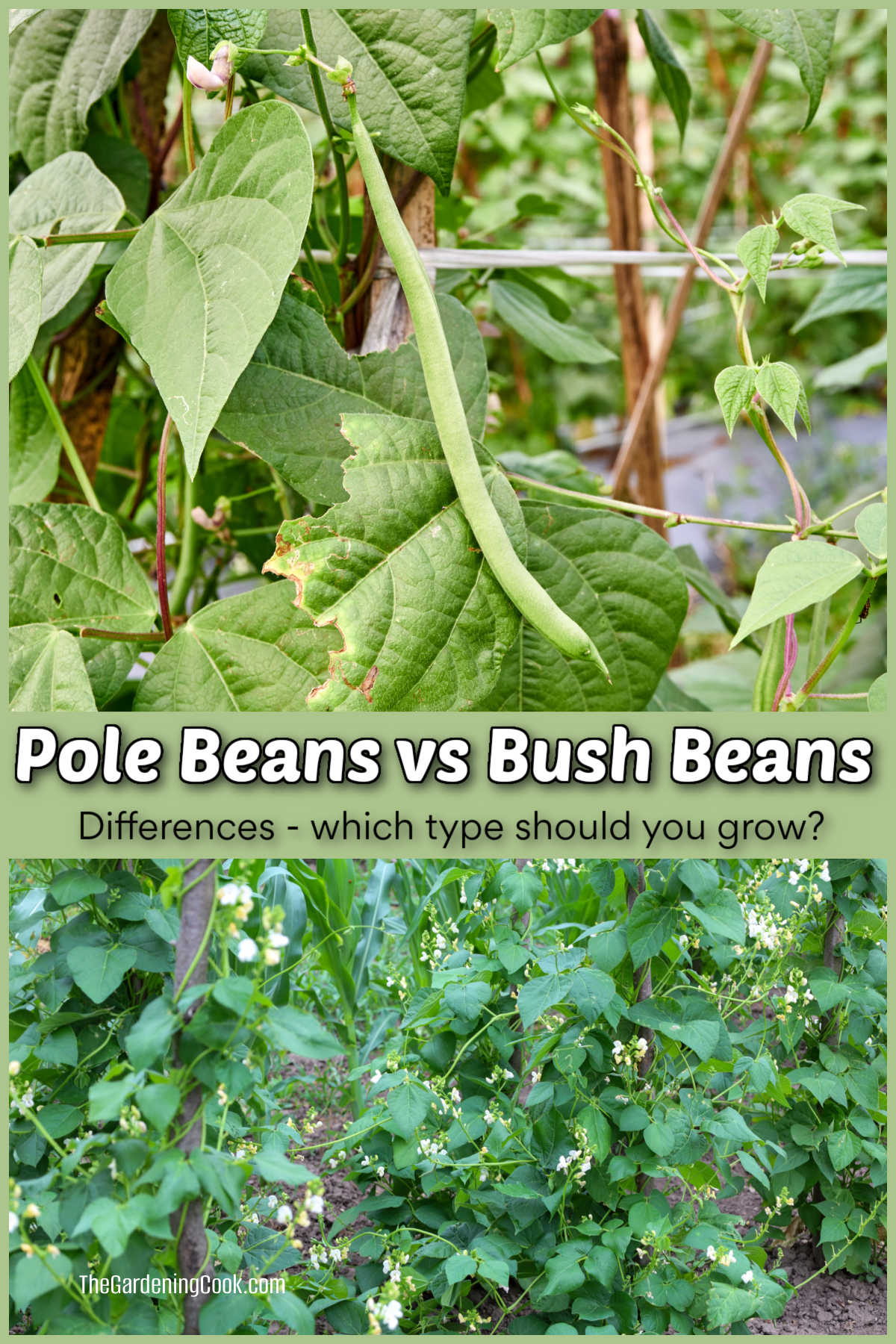 Which Beans Should You Grow - Pole Beans or Bush Beans? Pictures of pole beans vs bush beans. Text reads differences - which one should you grow?