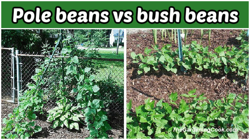 Pictures of pole beans vs bush beans, growing in a garden.