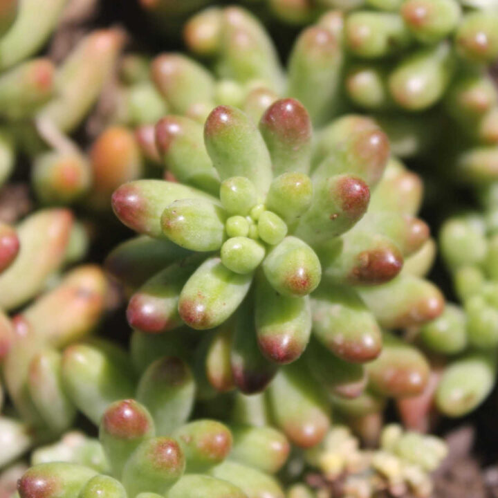 Close up of sedum rubrotinctum succulent with tips red from intense sunlight.