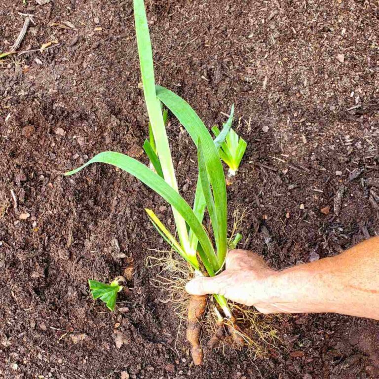 Hand holding some iris rhizomes ready for transplanting.