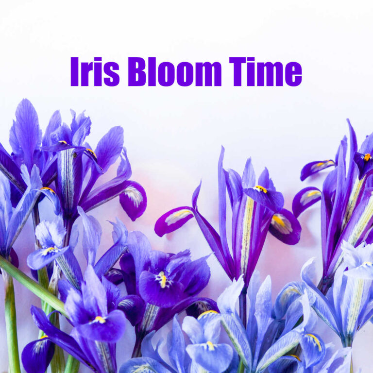 Group of purple iris flowers with words Iris Bloom Time.