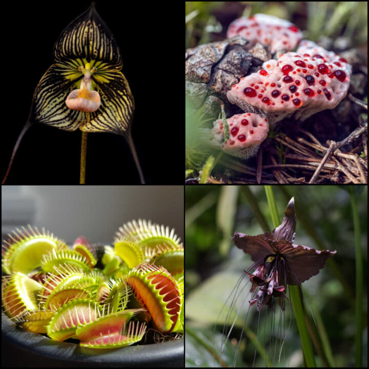 Vampire lily, bleeding tooth fungus, Venus fly trap and bat head lily in a collage.