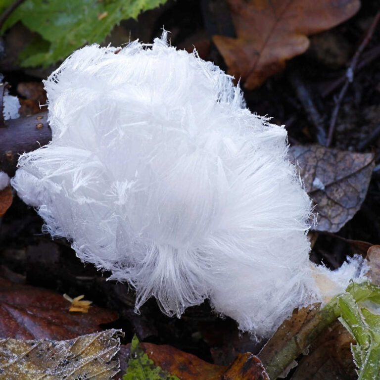 Frost flower on branch in a patch of leaves.