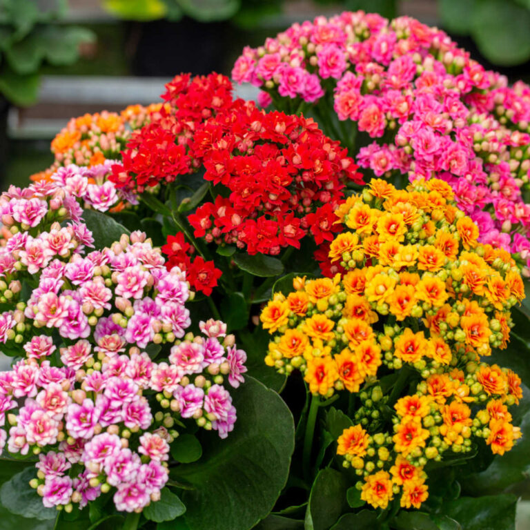 POts of Kalanchoe blossfeldiana in flower.