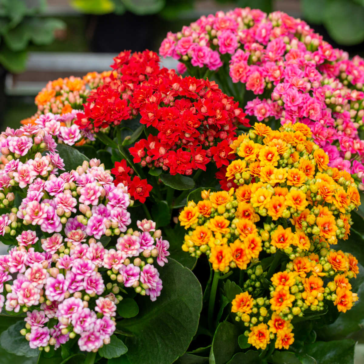 Kalanchoe Blossfeldiana Care  Flaming Katy Plant Guide