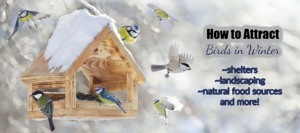 Attracting Birds to Your Yard in Winter - Tips to Attract Wild Birds