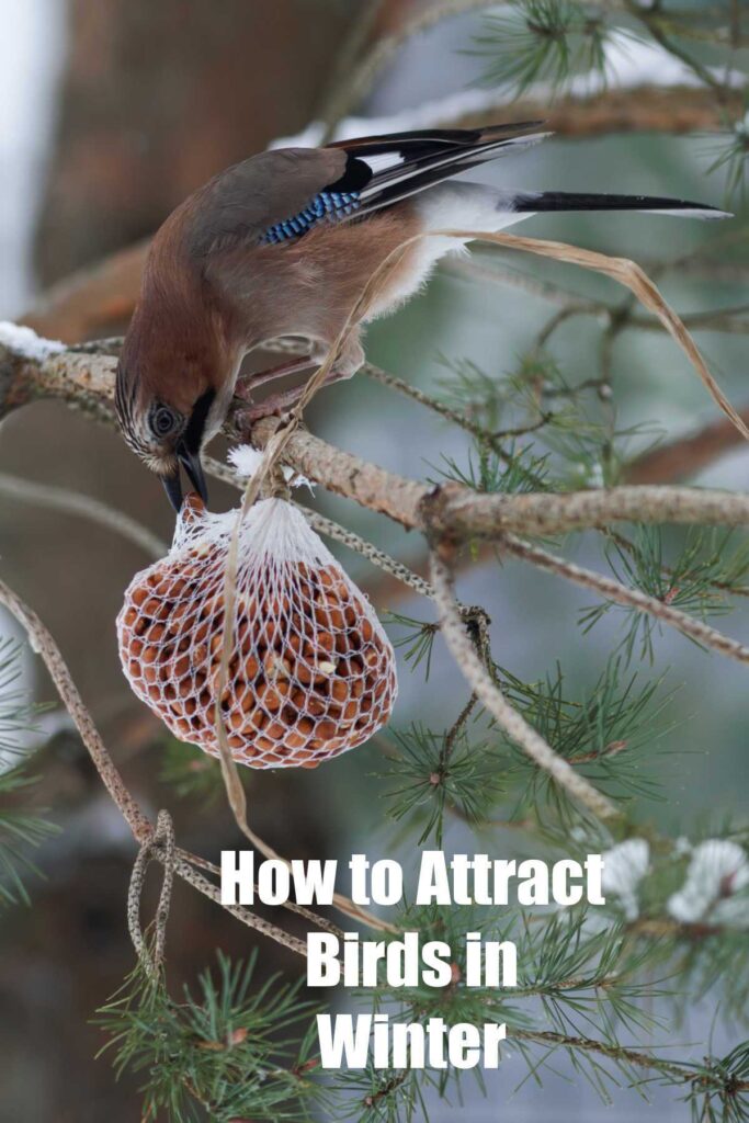 Attracting Birds to Your Yard in Winter - Tips to Attract Wild Birds