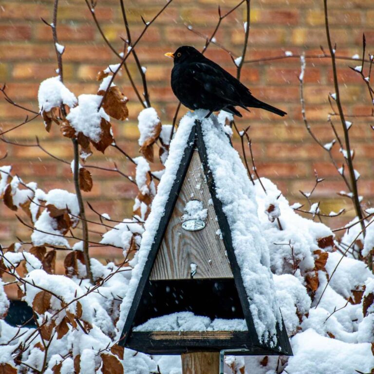 Blackbird sitting on a birdhouse covered in snow.