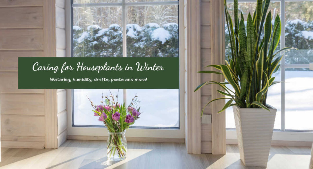 10 Care Tips for Houseplants in Winter - Keeping Indoor Plants Alive