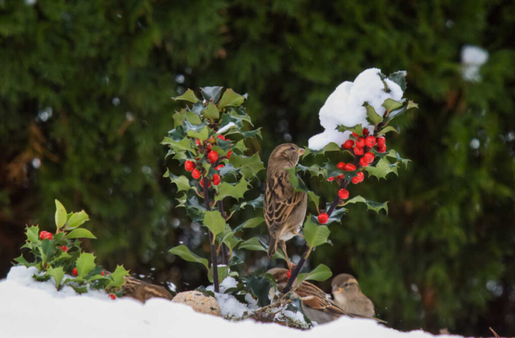 Attracting Birds to Your Yard in Winter - Tips to Attract Wild Birds