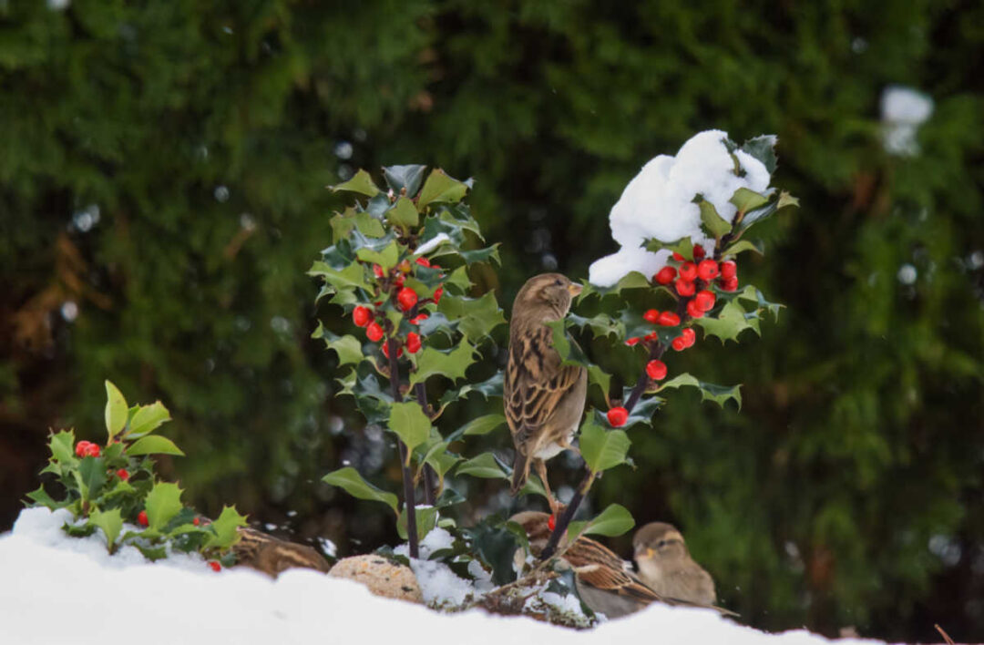Attracting Birds to Your Yard in Winter - Tips to Attract Wild Birds