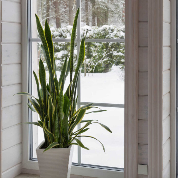 Snake plant in a white pot on a window sill with snow outside.
