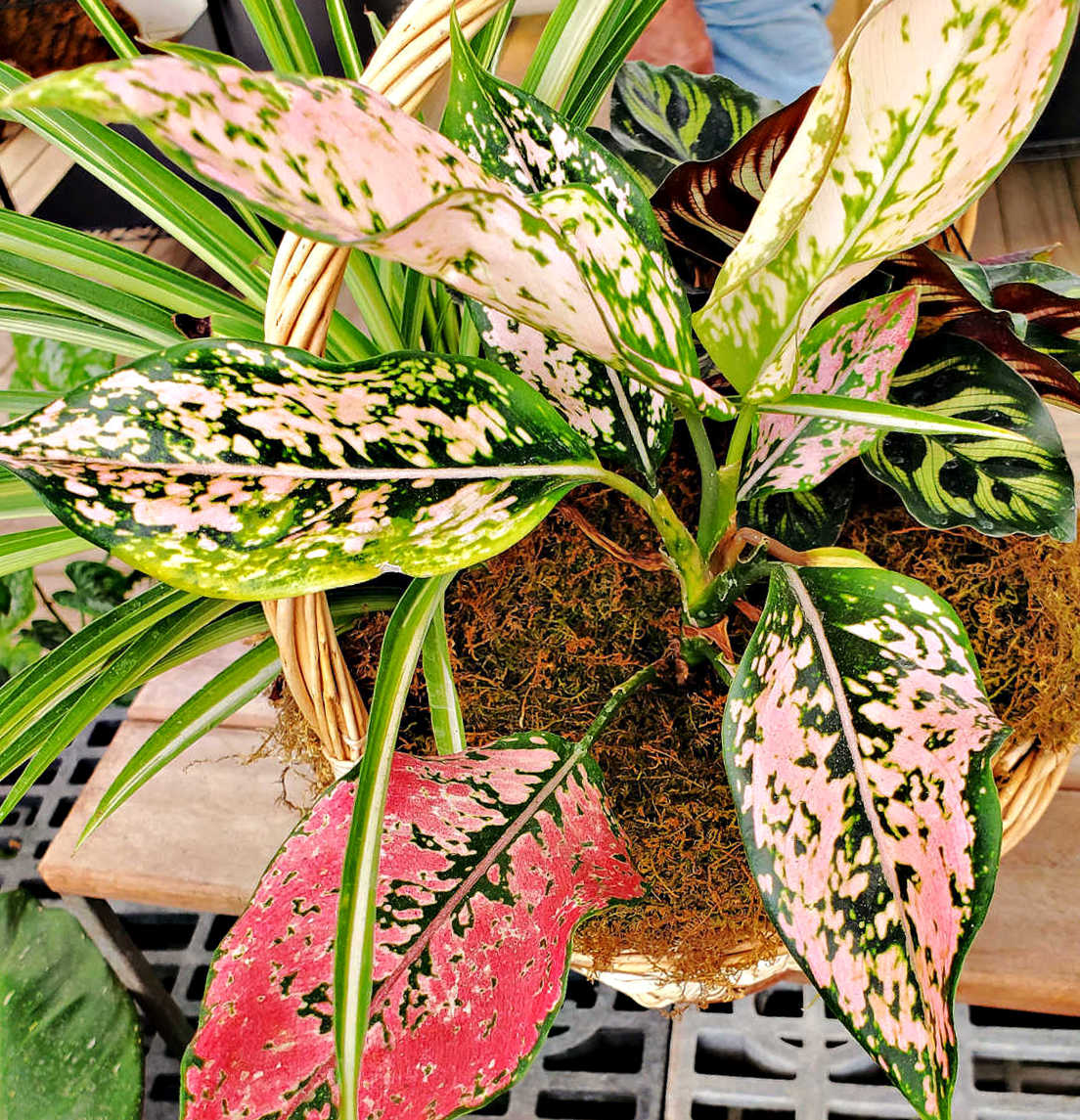 A Chinese evergreen plant with colorful foliage.
