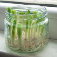 A glass on a windowsill regrowing green onions in water.