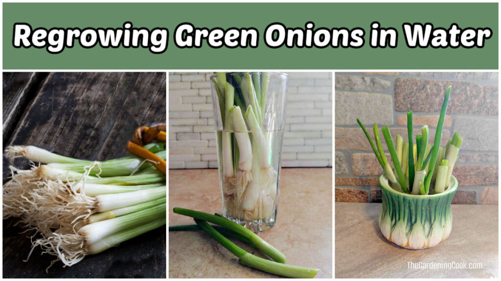 How to Regrow Spring Onions in Water - Green Onions from Scraps
