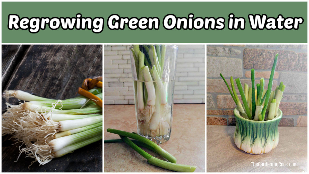 Regrowing green onions in water photos in a collage.