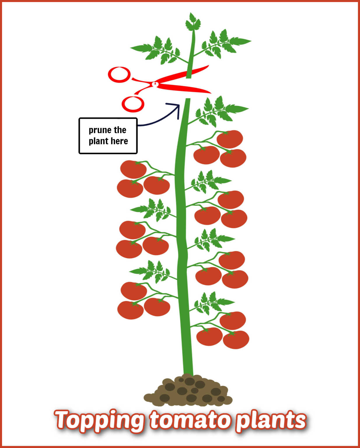 Graphic showing a pair of garden shears cutting of the top of an indeterminate tomato plant. Caption reads topping tomato plants.