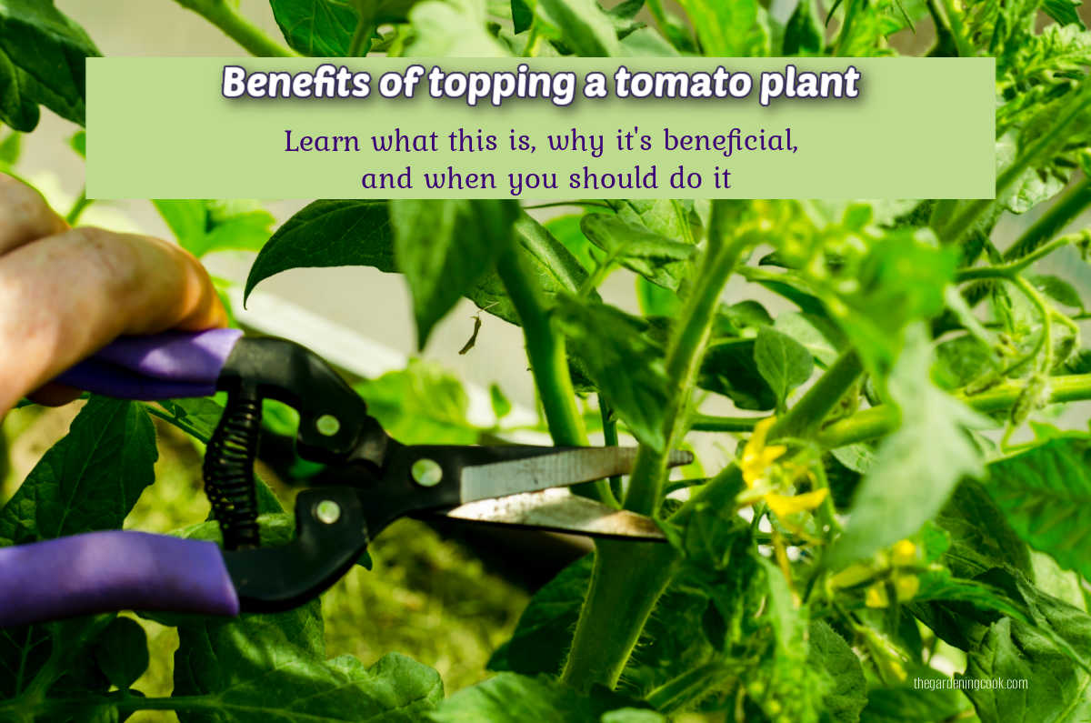 Hands with purple pruners making a cut in a tomato plant. Green text box reads Benefits of topping a tomato plant. Learn what this is, why it's beneficial and when you should do it.