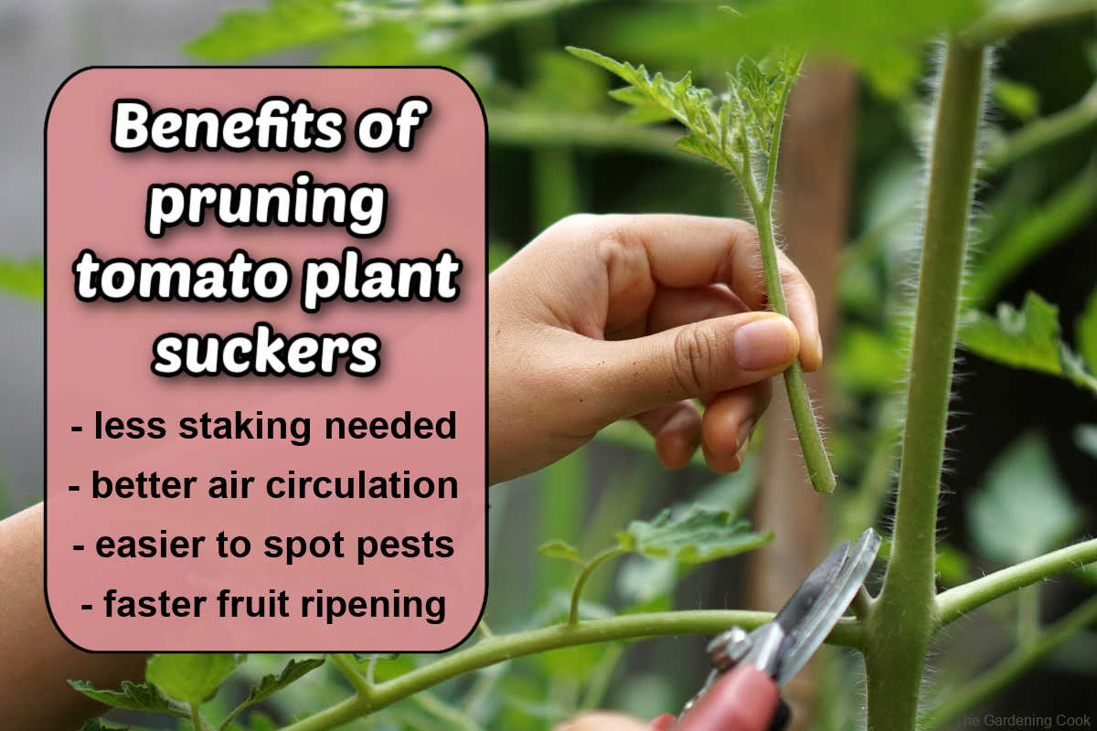 A person pruning tomato suckers with pink shears next to a pink text box describing the benefits of removing tomato plant suckers.