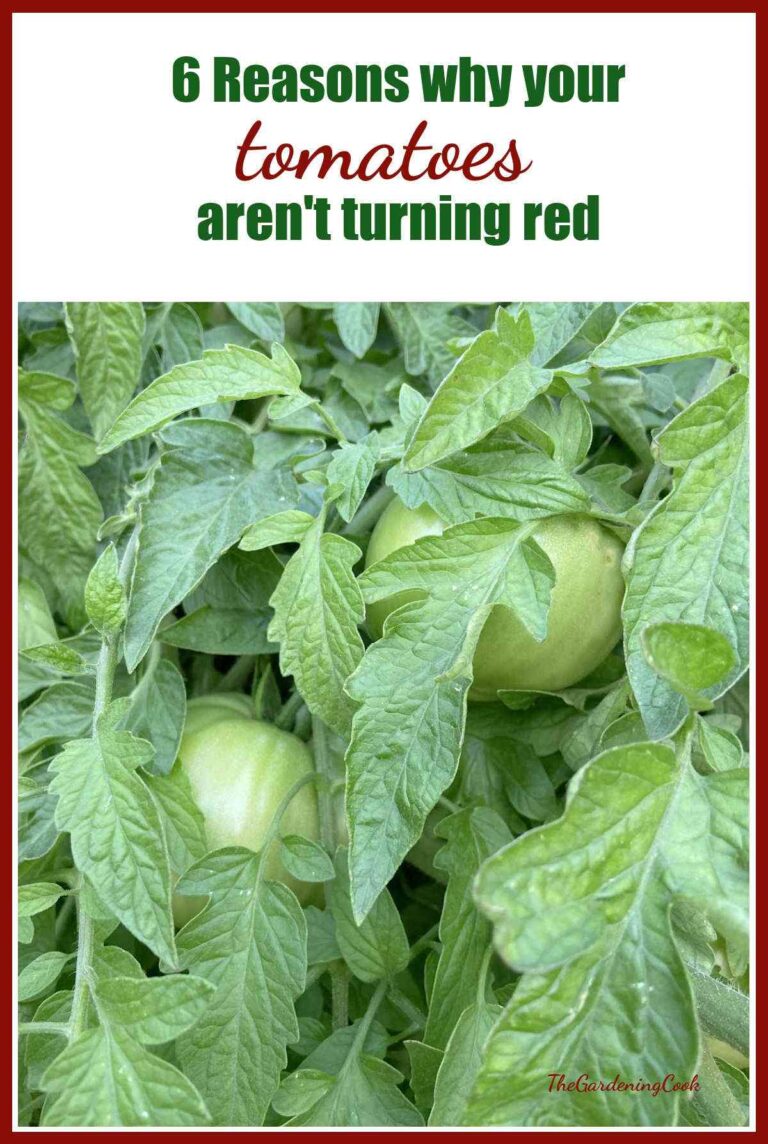 Tomatoes Not Turning Red 6 Reasons Why Tomatoes Won t Ripen Tomatoes not turning red 6 reasons why tomatoes won t ripen