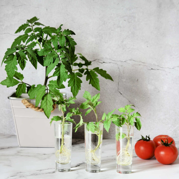Pot with tomato cuttings that are rooting, near three glasses of water with rooted cuttings and 3 tomatoes.
