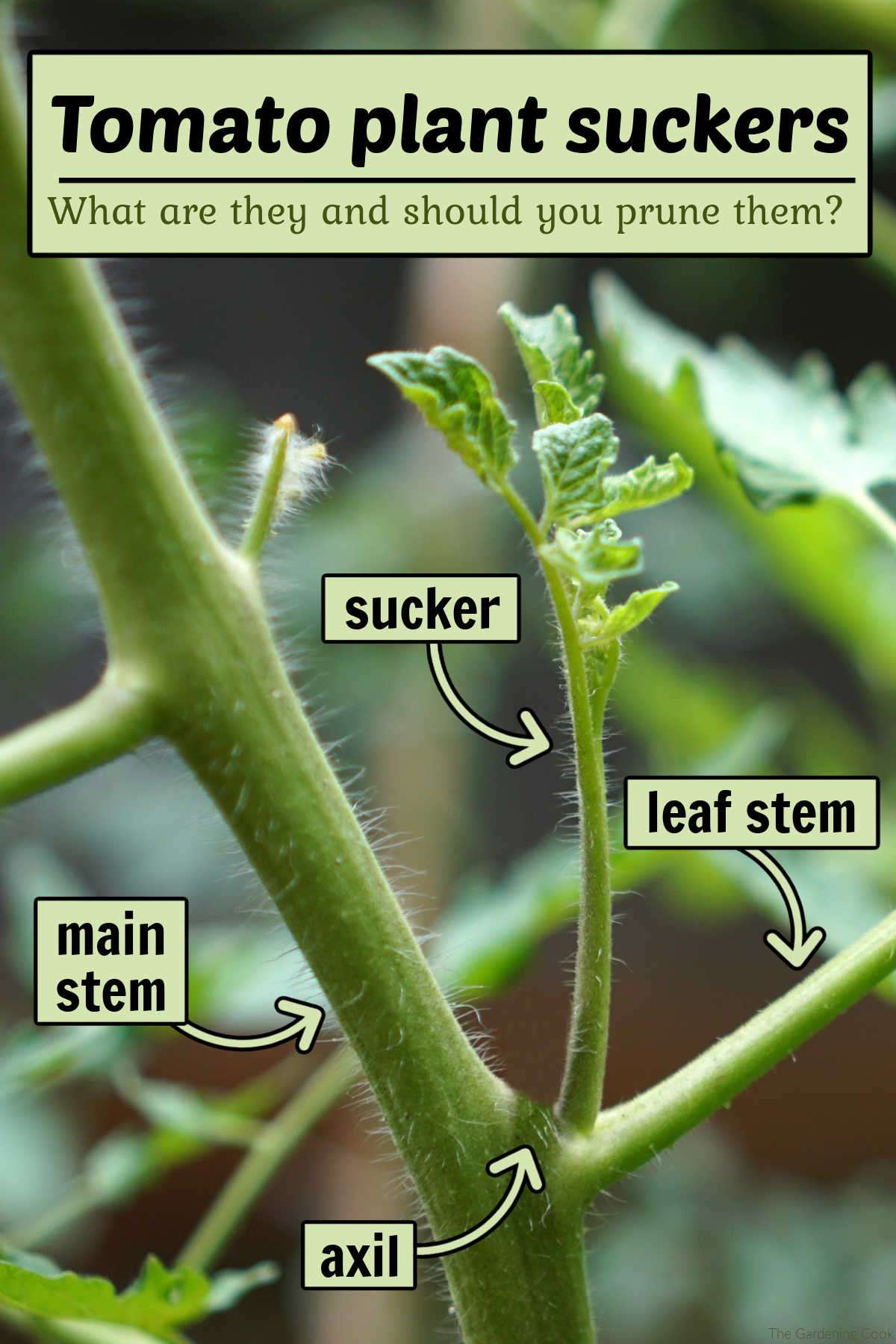Tomato plant with light green boxes with arrows pointing to parts of the plant. Boxes read main stem, leaf stem, axil and sucker. Large text in a green overlay reads tomato plant suckers - what are they and should you remove them?