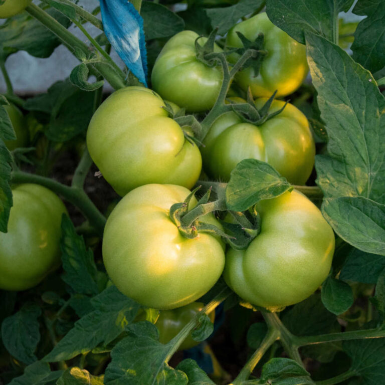 Green tomatoes on a tomato plant.