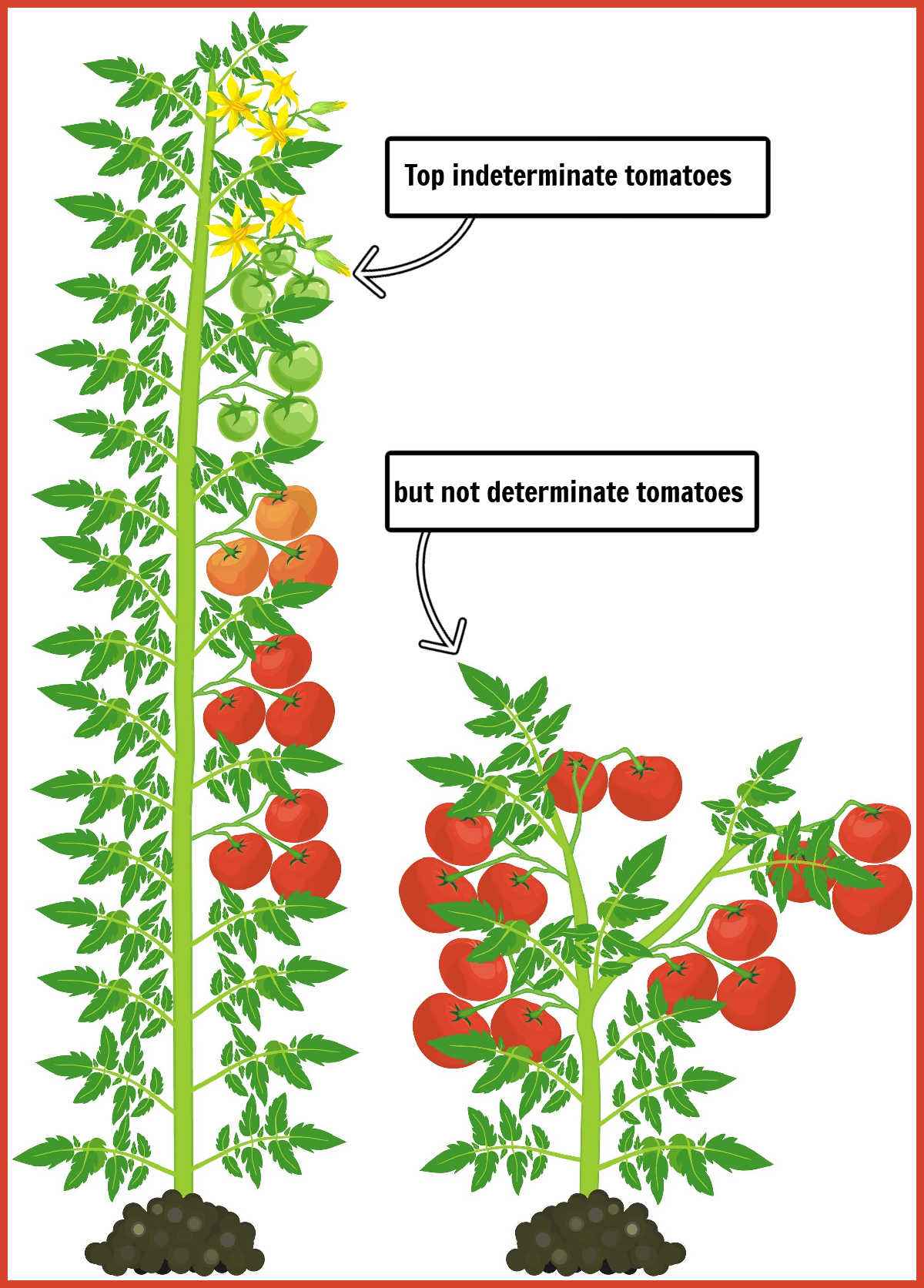 Graphic showing an indeterminate tomato plant with fruit next to a fruit laden bush tomato. Two text boxes with arrows read Top indeterminate tomatoes, not determinate tomatoes.