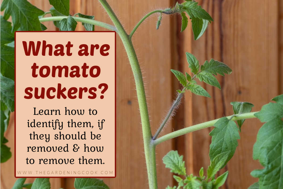 A tomato plant with a small sucker in front of a wooden fence. Text overlay on peach background reads What are tomato suckers, learn how to identify them, if they should be removed and how to remove them.