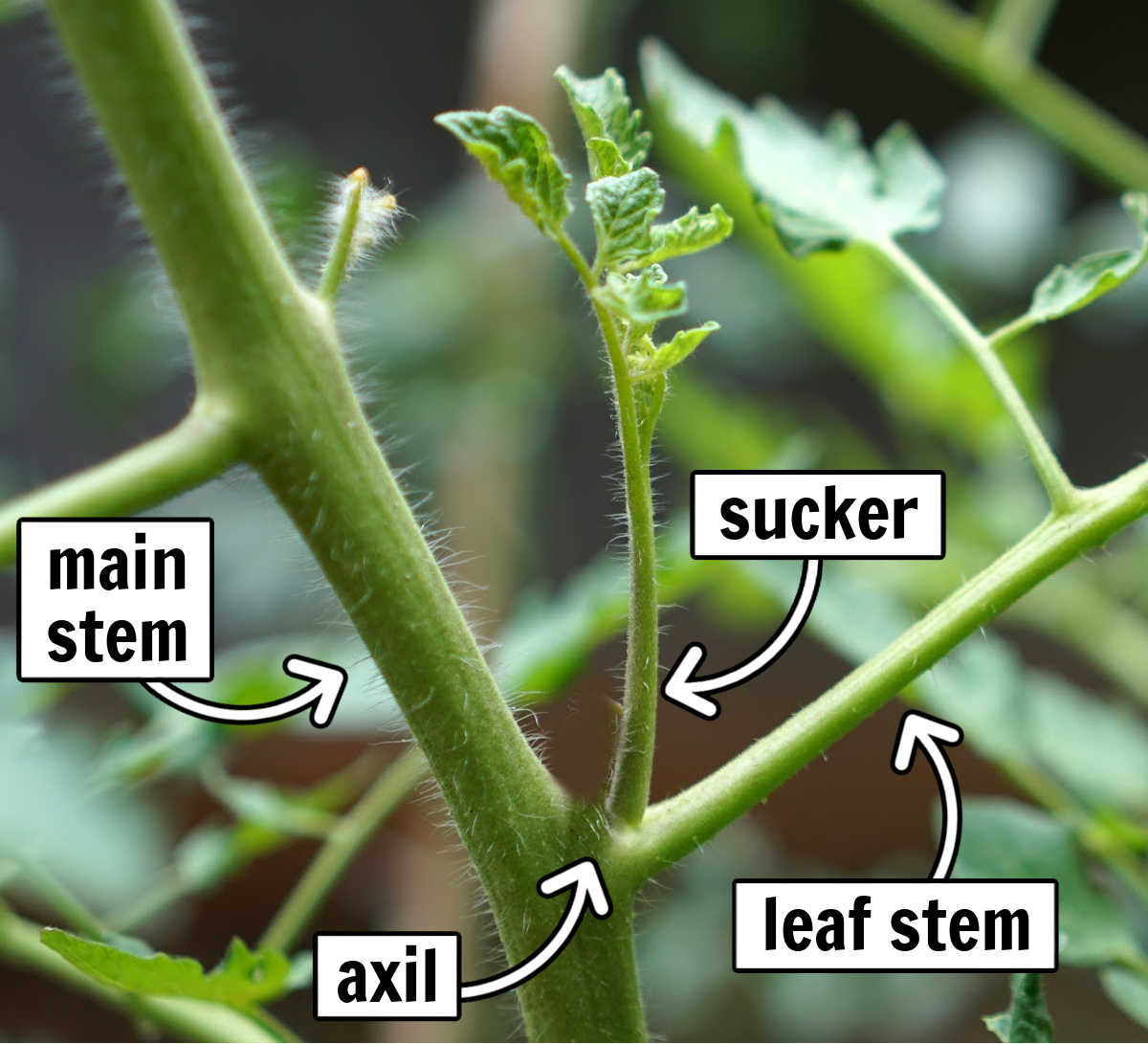 A closeup of a tomato plant with four white boxes with arrows identifying parts of the plant: main stem, axil, leaf stem and sucker.