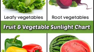 Pictures of lettuce, beets, peppers and watermelon in a collage. Green text box reads fruit & vegetable sunlight chart.