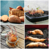 A collage with store-bought sweet potatoes, sprouted sweet potatoes, water rooted sweet potato and sweet potatoes sprouting.