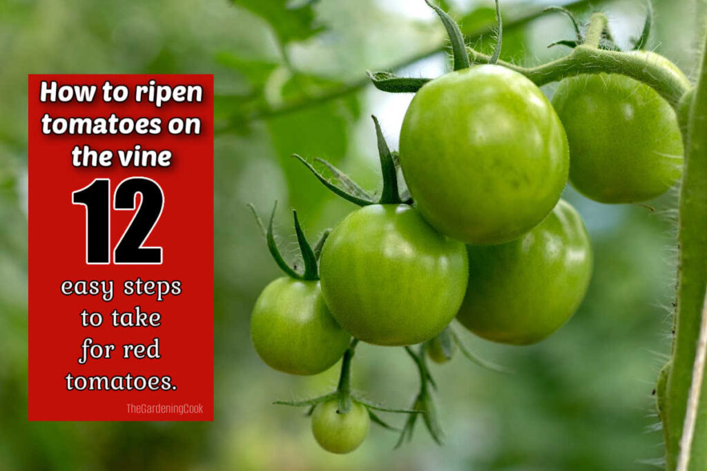 How to Ripen Tomatoes - 12 Ways to Make Tomatoes Turn Red