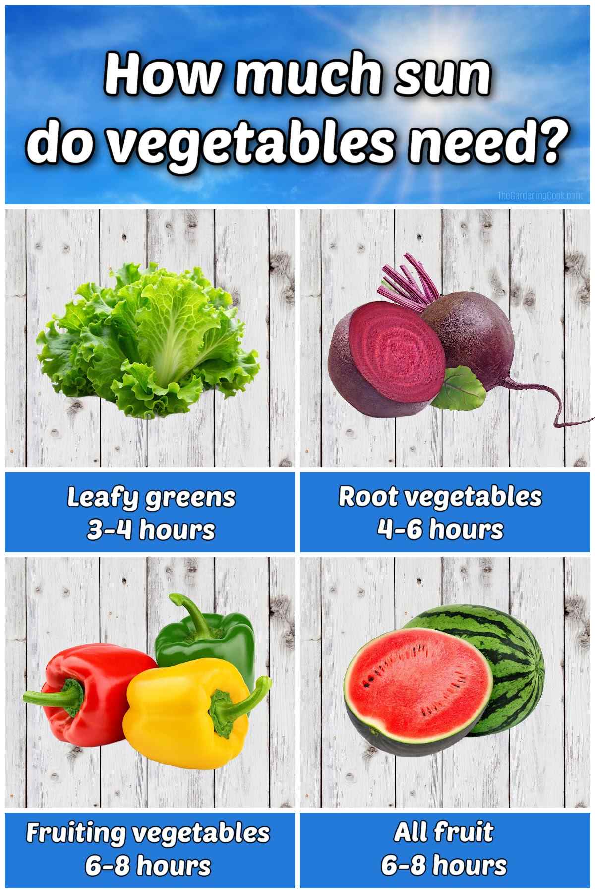 Collage showing a sunny and cloudy sky with images of lettuce, beets, peppers and watermelons. Text overlay on sky reads How much sun do vegetables need. Small blue boxes read leafy vegetables 3-4 hours, root vegetables 4-6 hours fruiting vegetables 6-8 hours and all fruit 6-8 hours.