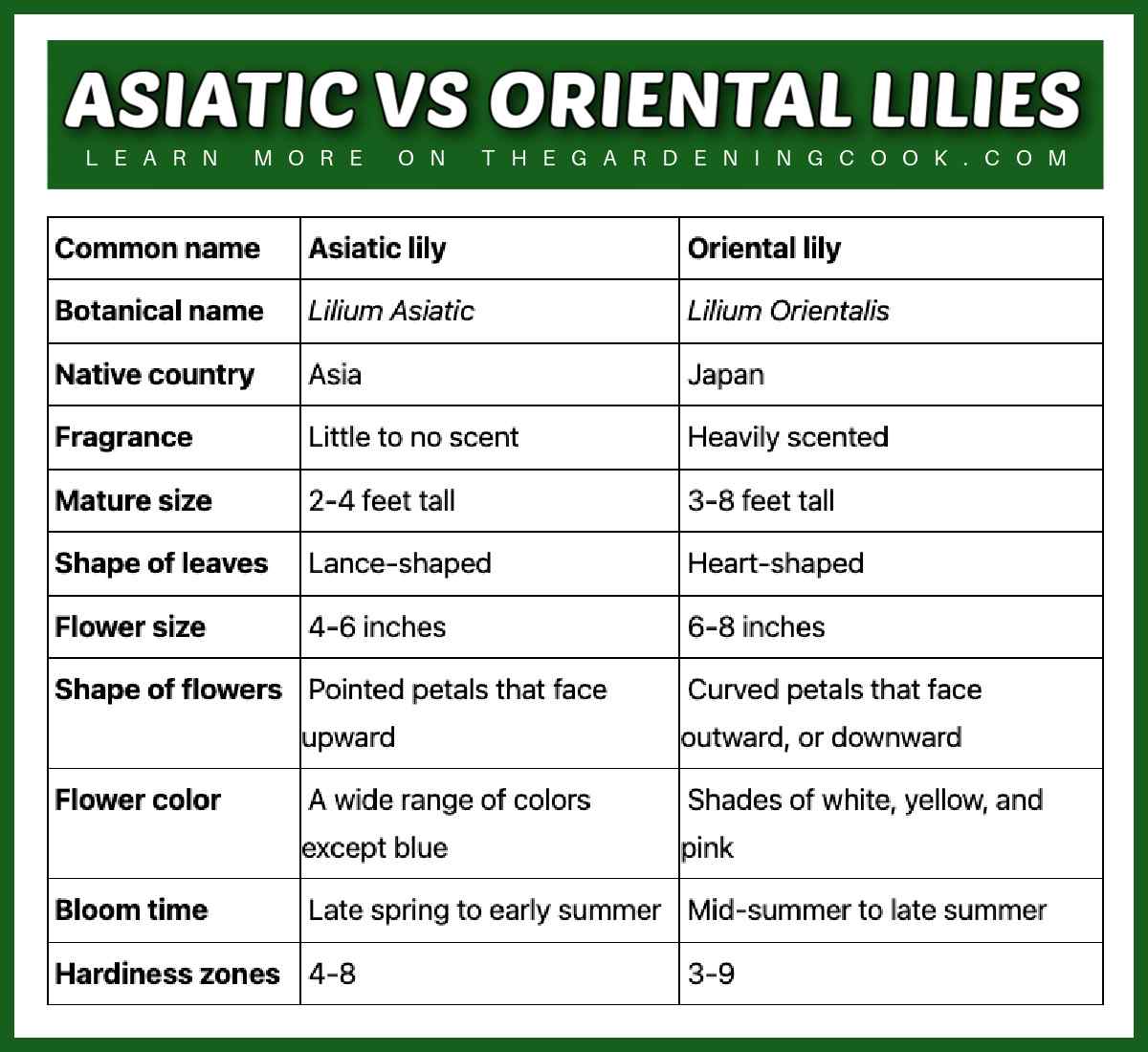Asiatic vs oriental lilies table A table with a heading that says asiatic vs oriental lilies, with the rows and columns below describing the differences between oriental and asiatic lilies. The tables lists each flower's common name, botanical name, native country, fragrance, mature size, shape of leaves, flower size, shape of flowers, flower color, bloom time and hardiness zones.