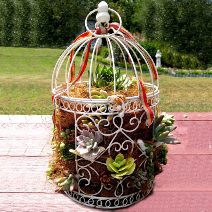 A white birdcage planter filled with cocoa coir fiber and succulents on a pink wooden table with a back yard view behind it.