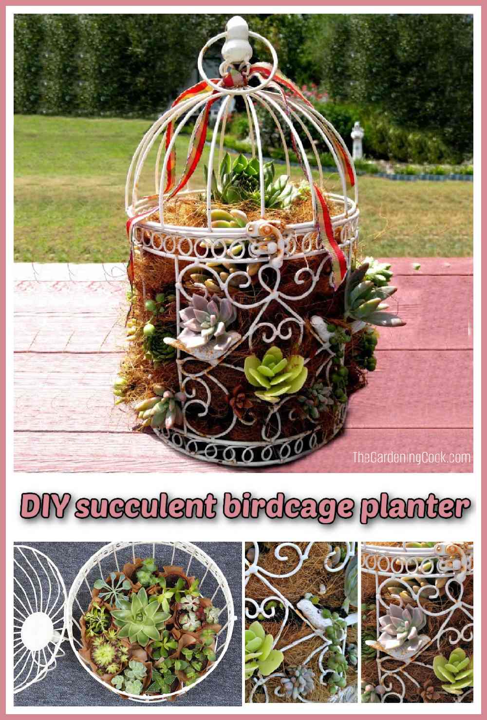 A collage showing pictures of succulents in a birdcage and words reading DIY Succulent Birdcage Planter.