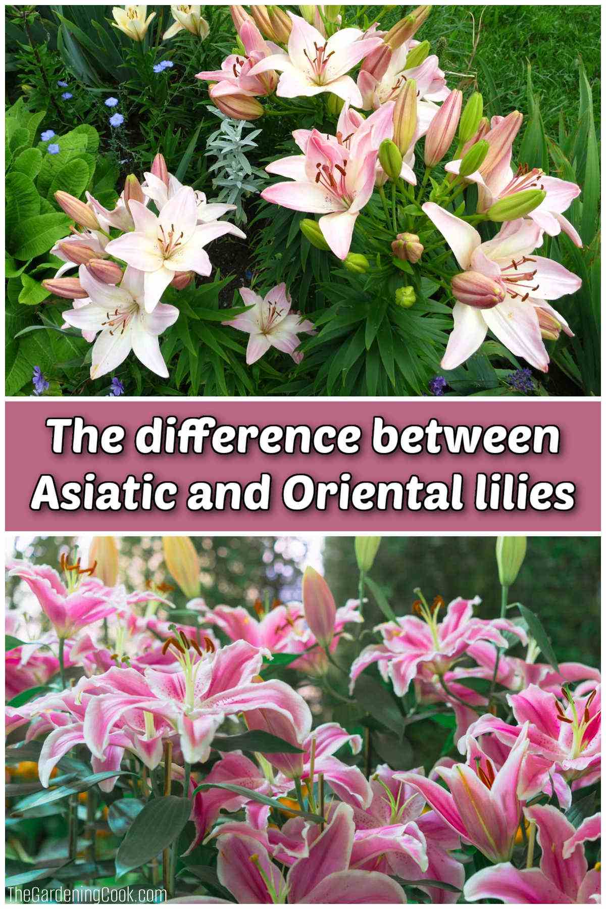 A collage showing images of Asiatic and Oriental lilies with a pink text overlay reading The differences between Asiatic and Oriental lilies.