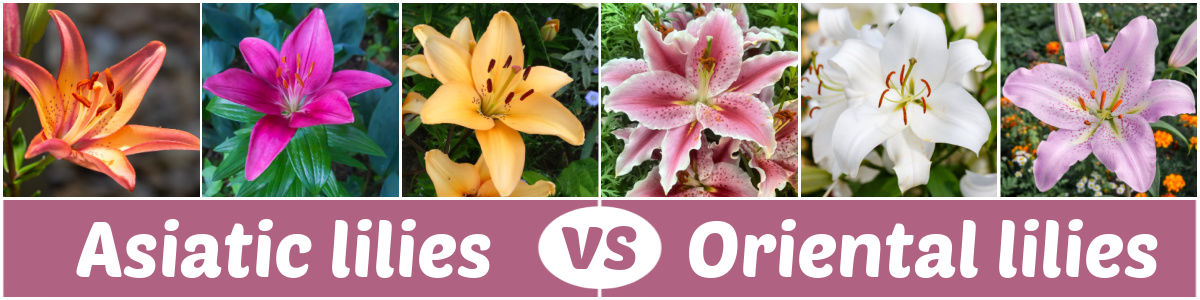 A collage with photos of Asiatic and Oriental lilies. Pink text block reads Asiatic lilies vs Oriental lilies.