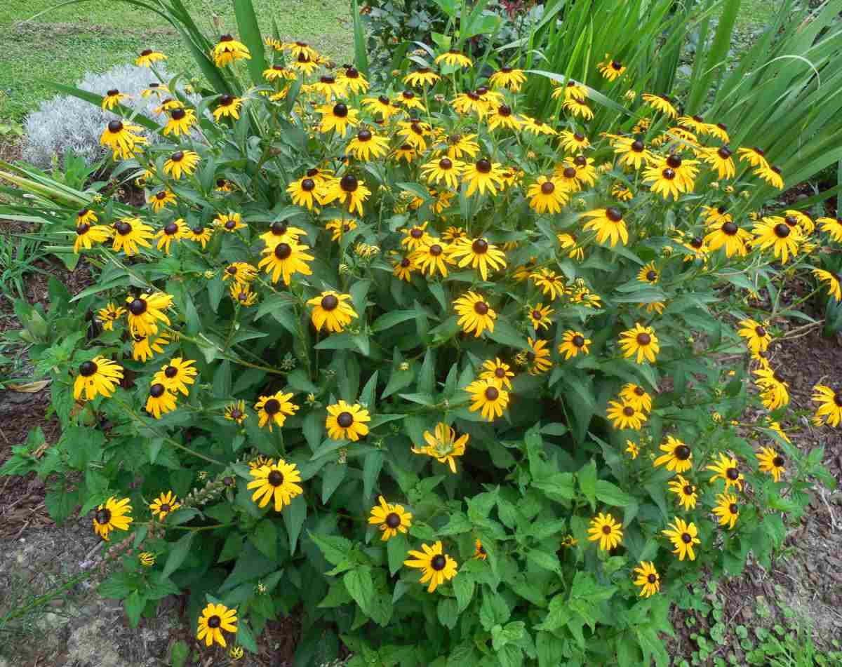 Black-eyed Susan flowers in a garden bed, with mulch around it.