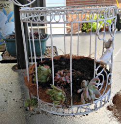 A birdcage with soil and succulent plants laid sideways, sitting on a patio table.