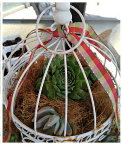 A closed birdcage with a large succulent in it, surrounded by cocoa coir fiber.