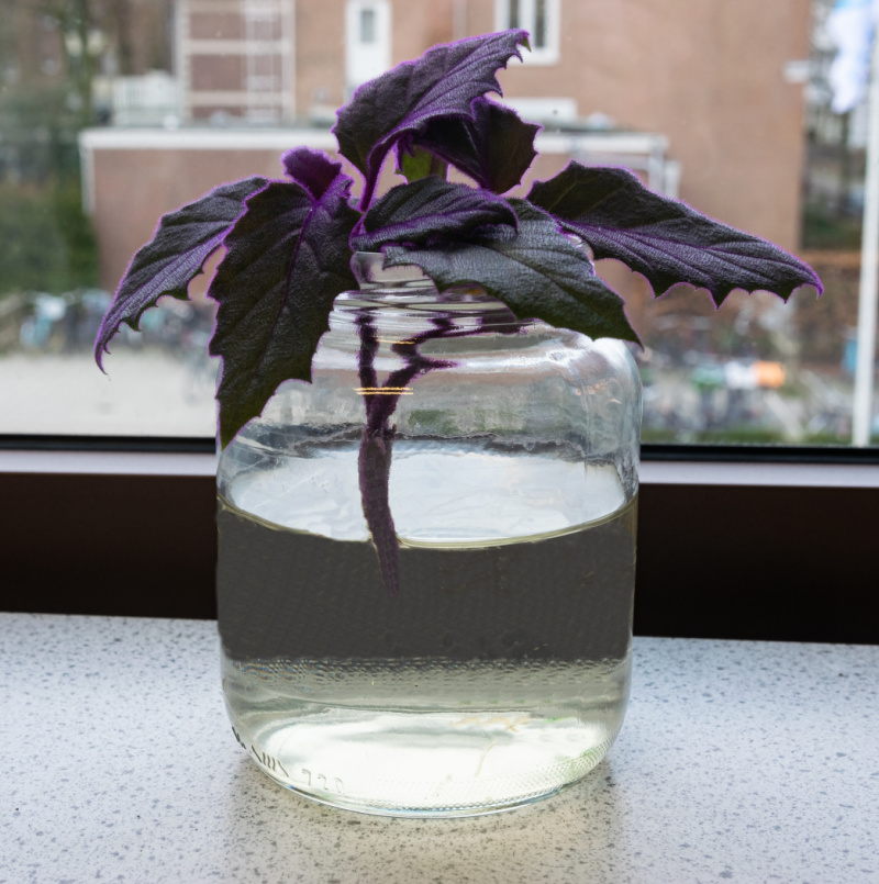 A purple passion plant cutting in a glass of water.