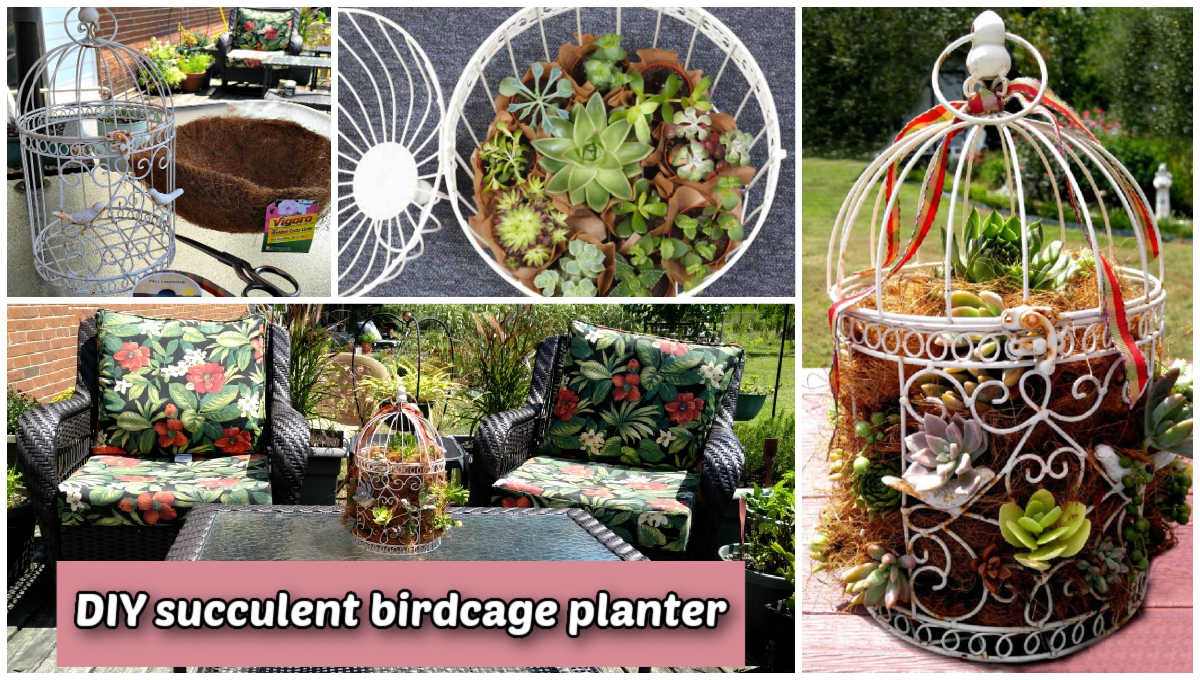 DIY succulent birdcage planter. A collage showing a birdcage planter, a patio setting and some process shots for making the planter. Pink text overlay reads DIY succulent birdcage planter.