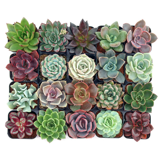 Echeveria Variety Pack (6-20 Plants, 2" Pots)