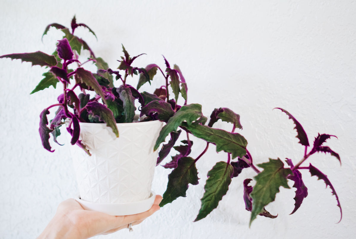 A leggy purple passion plant in a white pot that needs to be propagated.
