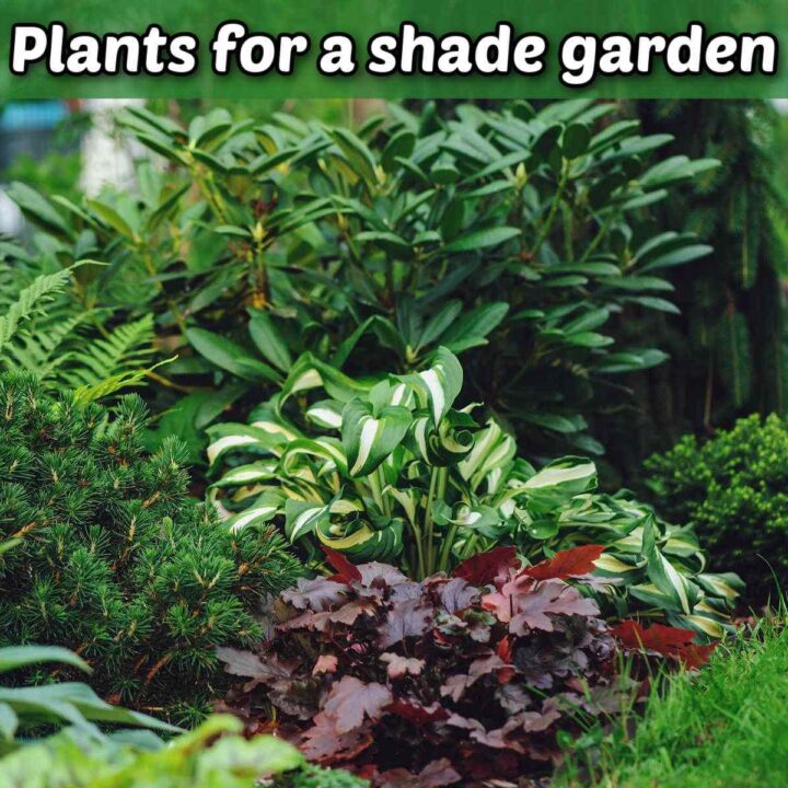 A photo of hostas, coral bells, rhododendron and other shade-loving plants in a garden. A white text overlay reads Plants for a Shade Garden.