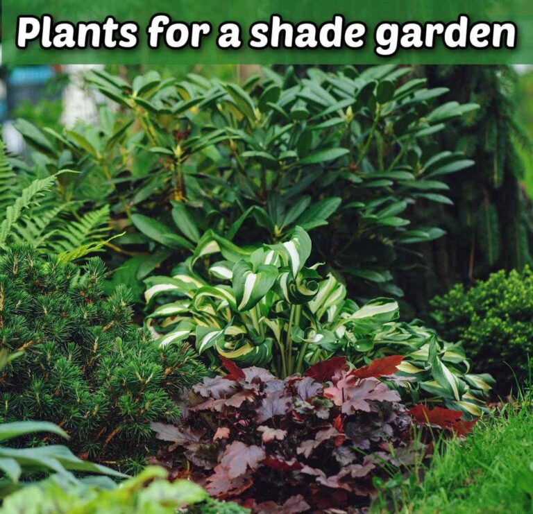 A photo of hostas, coral bells, rhododendron and other shade-loving plants in a garden. A white text overlay reads Plants for a Shade Garden.