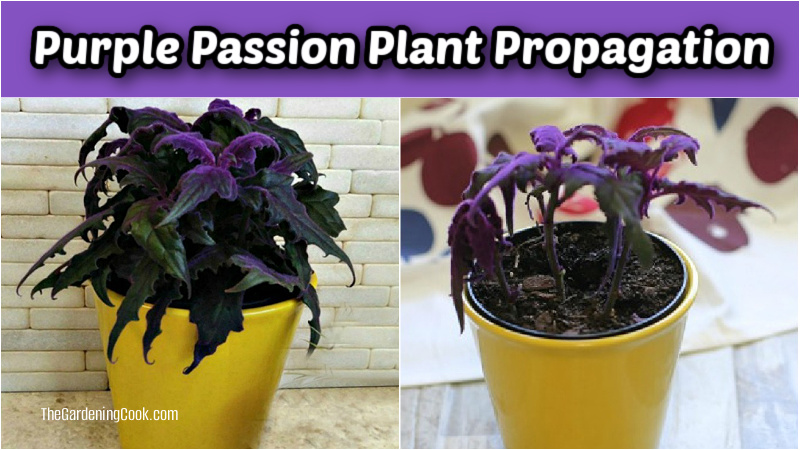 A collage showing purple passion plant propagation with a healthy plant and plant cuttings in a pot.