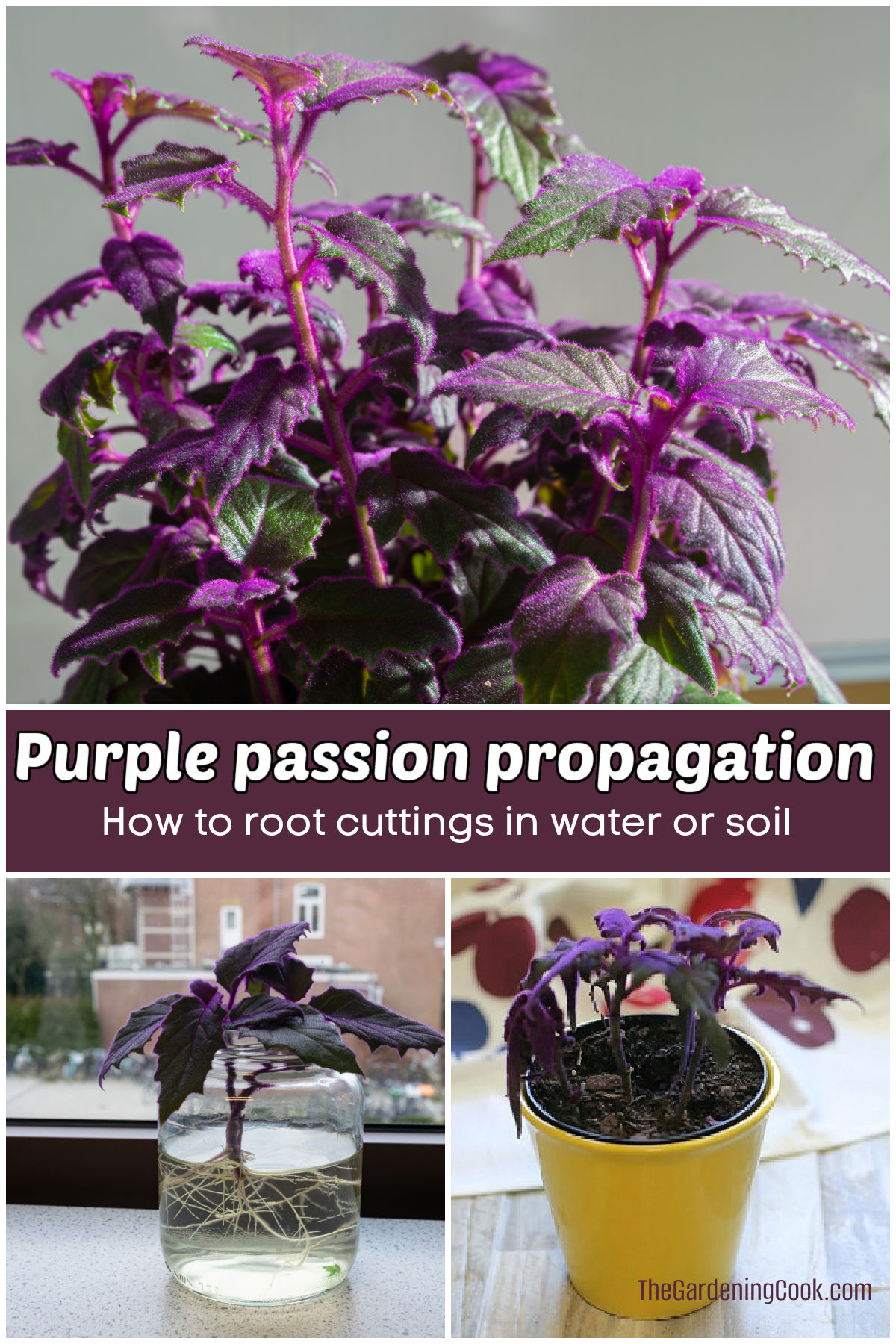 Purple passion propagation - how to root cuttings in water or soil.